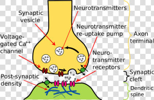 Chemical Synapse  HD Png Download