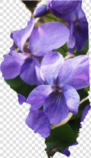 Illinois   Periwinkle  HD Png Download