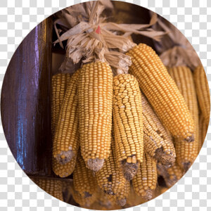 Corn Cobs Hung Up To Dry   Maize  HD Png Download