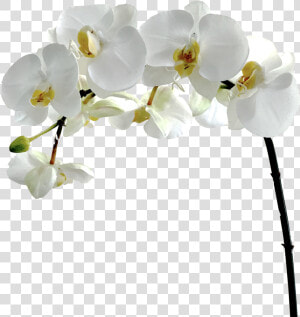 Flower flowering Plant moth Orchid petal cut Flower orchids   Orchid Flower White Png  Transparent Png