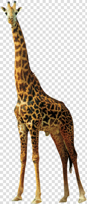 Giraffe Animals Nature Africa Png Image   Imagen De Jirafa Png  Transparent Png