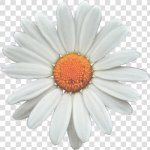 Common Daisy Flower Clip Art   Transparent Sunflower White Png  Png Download