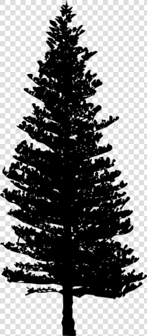 Douglas Fir Tree Clip Art   Douglas Fir Tree Silhouette  HD Png Download