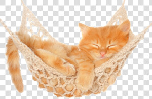 Hammock Png Free Pic   Kitten In Hammock  Transparent Png