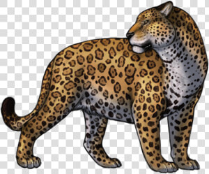 Jaguar Png Transparent Images   Jaguar Png  Png Download