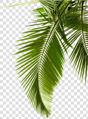 Plant Leaf Photography Tree Arecaceae Palm Leaves Clipart   Palm Leaf Transparent Background  HD Png Download