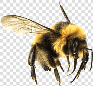 Bee Large   Bumble Bee Png Transparent  Png Download