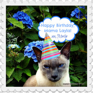 Birthday Cat Monday Merlin Surprise   Happy Dtac  HD Png Download