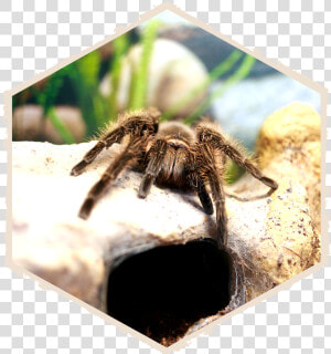 Insectropolis Bug Zoo Of New Jersey   Tarantula  HD Png Download