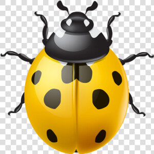 Ladybug Clipart Green Ladybug   Transparent Ladybug Png  Png Download