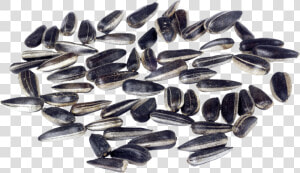 Sunflower Seeds Png Image   Seeds Sunflower Cartoon  Transparent Png