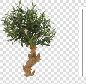 Olive Bonsai Tree 60cm On Foot   Mexican Pinyon  HD Png Download