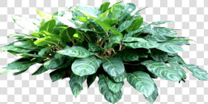 Philodendron Png  Transparent Png