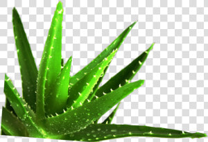 Succulent Plant Medicine Medicinal Plants   Ayurvedic Aloe Vera Plants  HD Png Download