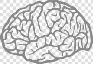 Brain Agy Fatigue   Cerebro Vetor Png  Transparent Png