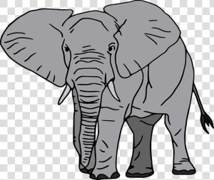 African Forest Elephant Cartoon  HD Png Download