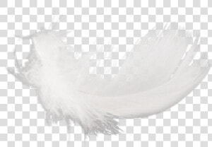 Free Png Feather Png Images Transparent   Macro Photography  Png Download