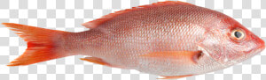 Red Snapper Maya Maya  HD Png Download