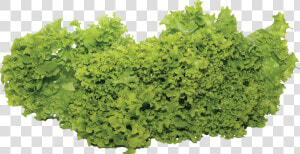 Chervil   Garden Vegetables Png  Transparent Png