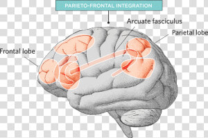 Biological Bases Of Intelligence  HD Png Download