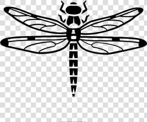 Dragonfly Coloring Page   Libelula Para Colorear  HD Png Download