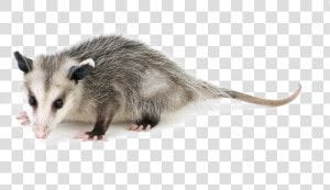 Get Rid Of Possums  HD Png Download