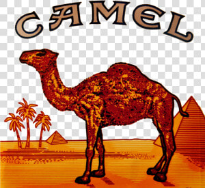 Camel Logo Clipart Camel Cigarette Logo   Camel Cigarette Pack  HD Png Download