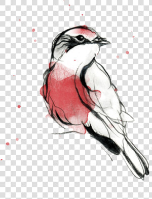 Pajaro Png   Png Download   Sketch  Transparent Png