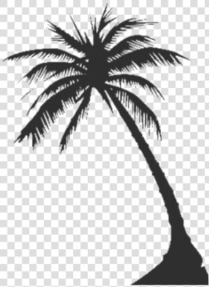 Long Coconut Tree Png Clipart   Coconut Tree Vector Png  Transparent Png