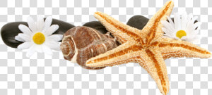 Starfish And Shells Png  Transparent Png