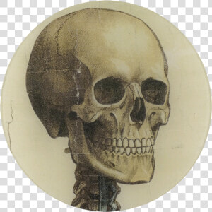 Transparent Skeleton Head Png   Skeleton Head Looking Right  Png Download