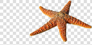 Starfish  Spur  Sea  Prickly  Marine Life  Sea Animal   Bintang Laut Png  Transparent Png