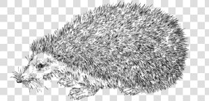 Line Art  Hedgehog  Animal  Nature  Wildlife   Realistic Hedgehog Coloring Page  HD Png Download