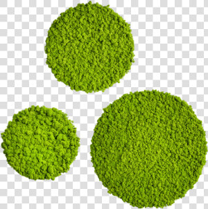 Transparent Moss Png   Moss Transparent  Png Download