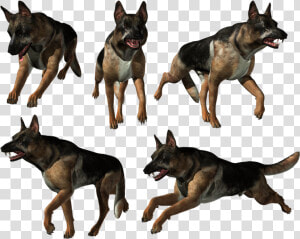 German Shepherd Png   Old German Shepherd Dog  Transparent Png