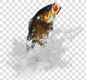 Coastal Cutthroat Trout  HD Png Download