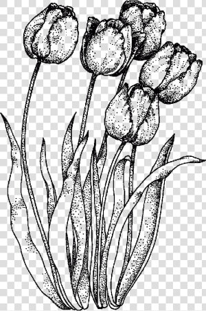 Pen Drawing Tulip   Realistic Tulip Coloring Pages  HD Png Download