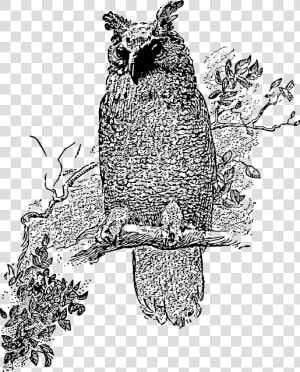 Tree  Cartoon  Bird  Owl  Branch  Stand  Night  Vine   Owls Clipart Black And White  HD Png Download