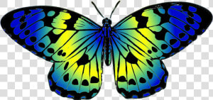 Blue And Yellow Butterfly Clip Art   Plain Tiger Butterfly Drawing  HD Png Download