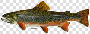 Illustration Of A Brook Trout   New Jersey State Fish  HD Png Download