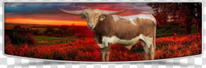 Lutt Longhorns Sale Banner Image   Texas Longhorn  HD Png Download