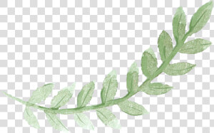 Sydney Leaves Watercolor Green Pancake Brunch Painting   Green Leaves Watercolor Png  Transparent Png