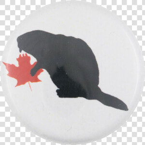 Beaver With Red Leaf Beavers Button Museum   Garibaldi  fish   HD Png Download