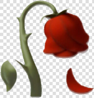 Dead Flower Png   Dead Rose Emoji  Transparent Png