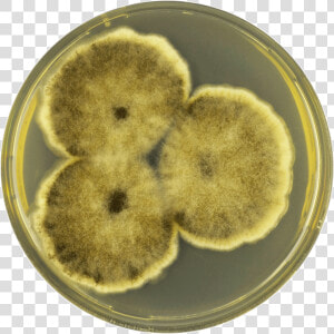 Aspergillus Brunneoviolaceus Cya   Snack  HD Png Download