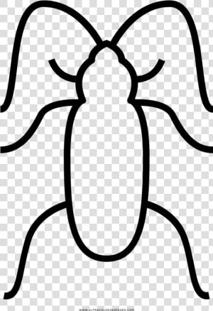 Cockroaches Coloring Page   Weevil  HD Png Download