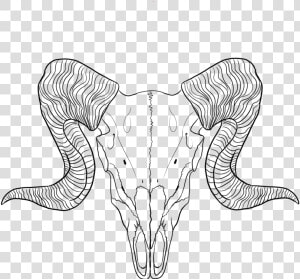 Lineart Ram By   Ram Skull Line Art  HD Png Download