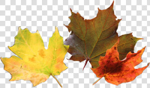  hojas  otoño  naranja  nature  leaves   Maple Leaf  HD Png Download