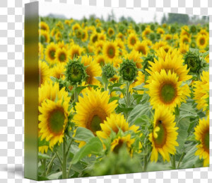 Sunflowers Png Field   Sunflower  Transparent Png