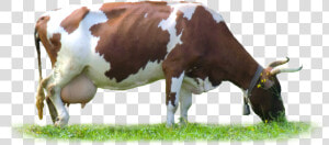 Cow Png   Png Download   Cow Images Hd Png  Transparent Png